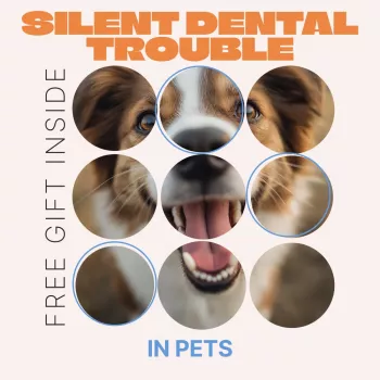 Hidden Pet Dental Disease: Signs, Home Checks & Vet Help