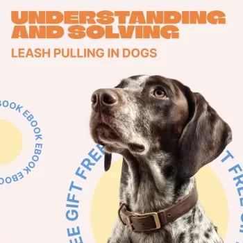 Stop Leash Pulling: Train Loose-Leash Walks Fast